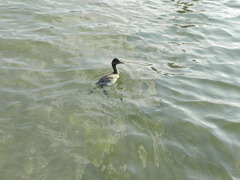 Podiceps nigricollis