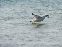 Chroicocephalus ridibundus