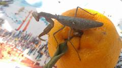 Hierodula patellifera