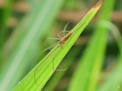 Tetragnatha mandibulata