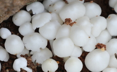 Termitomyces microcarpus