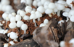 Termitomyces microcarpus