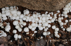 Termitomyces microcarpus
