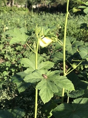 Osteopilus dominicensis