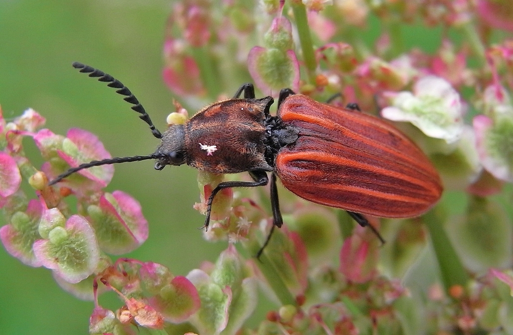 Anostirus purpureus