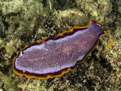 Pseudoceros ferrugineus