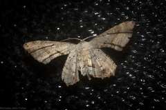 Phazaca leucocephala