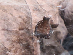 Cyrtophora exanthematica