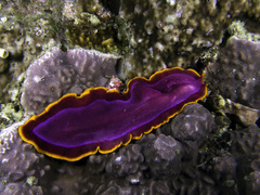 Pseudoceros ferrugineus