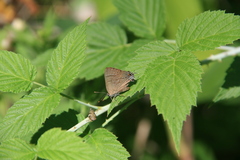Satyrium caryaevorus