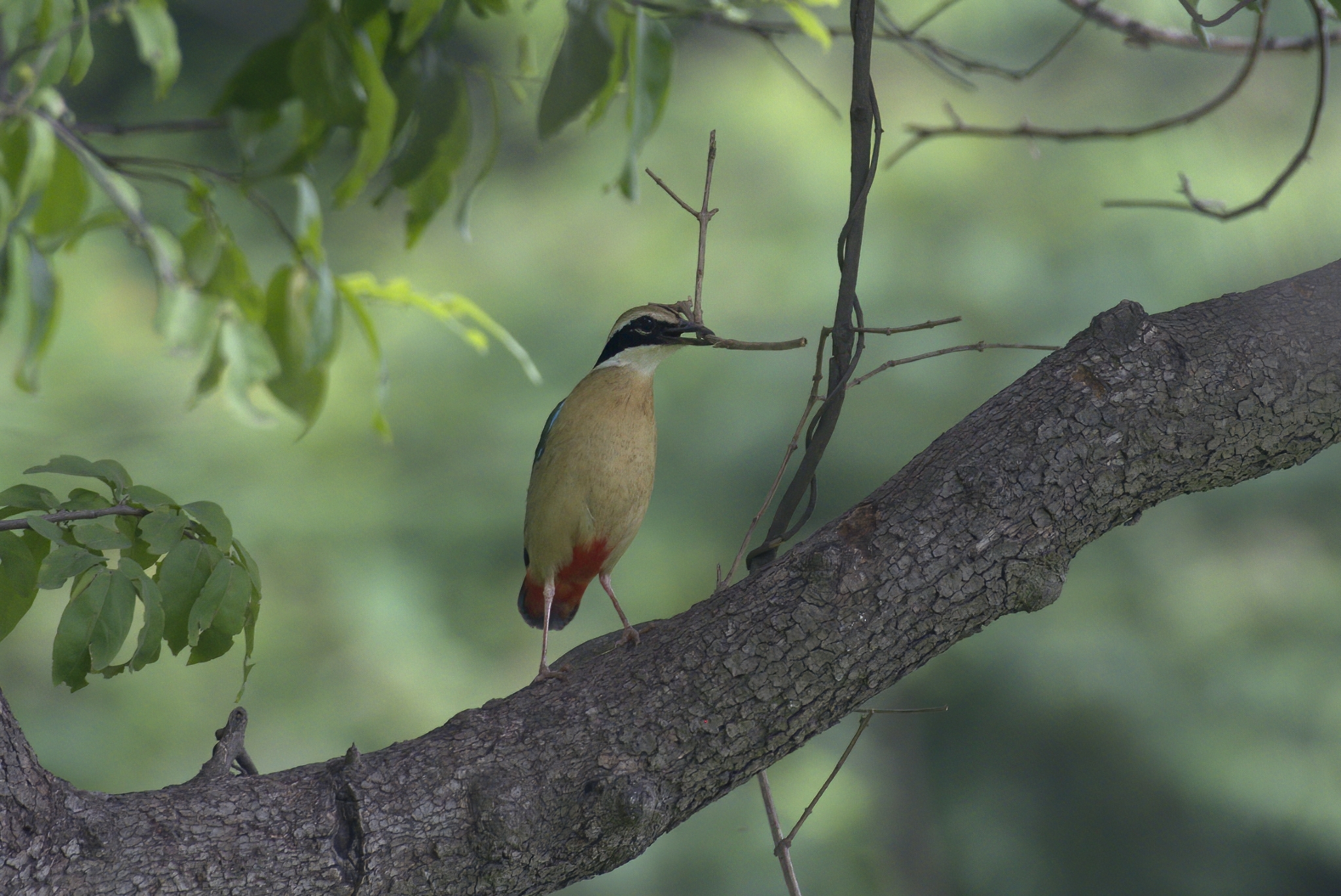Indian Pitta