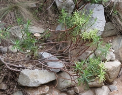 Crassula multiflora