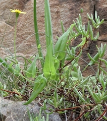 Othonna perfoliata