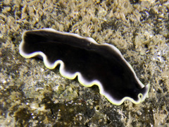 Pseudobiceros flavocanthus