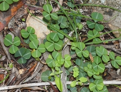 Oxalis orbicularis