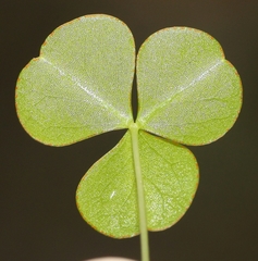 Oxalis orbicularis