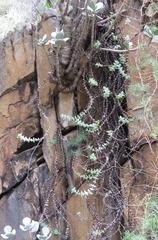 Crassula perforata perforata