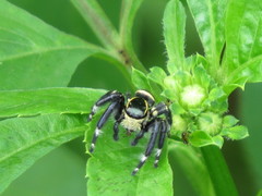 Carrhotus sannio