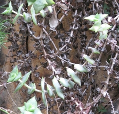 Crassula perforata perforata