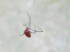 Argyrodes miniaceus
