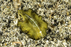 Pseudobiceros flowersi