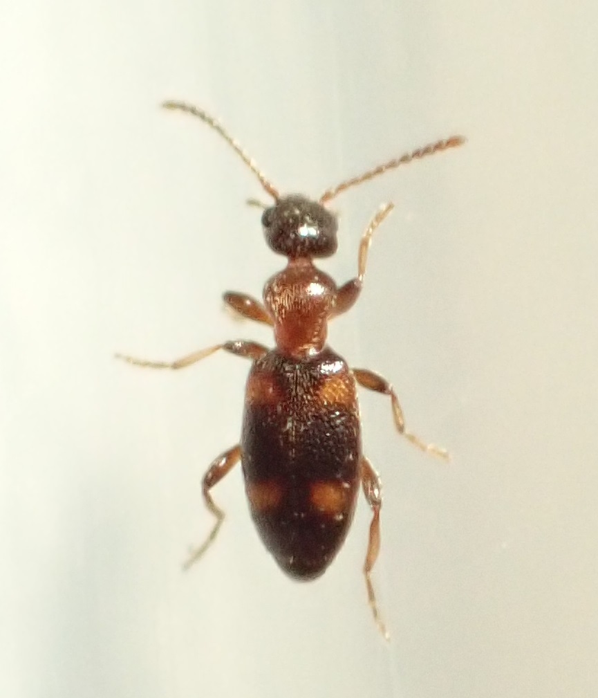 Anthicus kreusleri