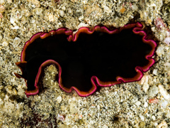 Pseudobiceros gloriosus