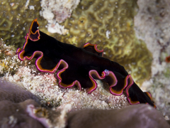 Pseudobiceros gloriosus