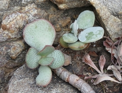 Crassula arborescens