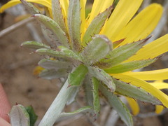 Berkheya coriacea