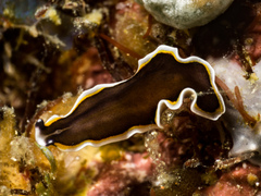 Pseudobiceros hancockanus