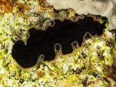 Pseudobiceros hancockanus