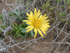 Berkheya coriacea