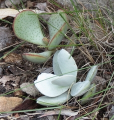 Adromischus leucophyllus