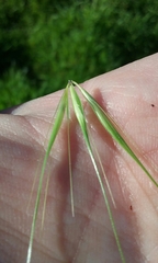 Hordeum murinum murinum