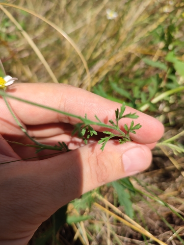 Image of Anthemis ruthenica by (c) Иван Ковтун Ivan Kovtun, some rights reserved (CC BY)