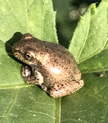 Osteopilus dominicensis