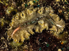 Pseudobiceros kryptos