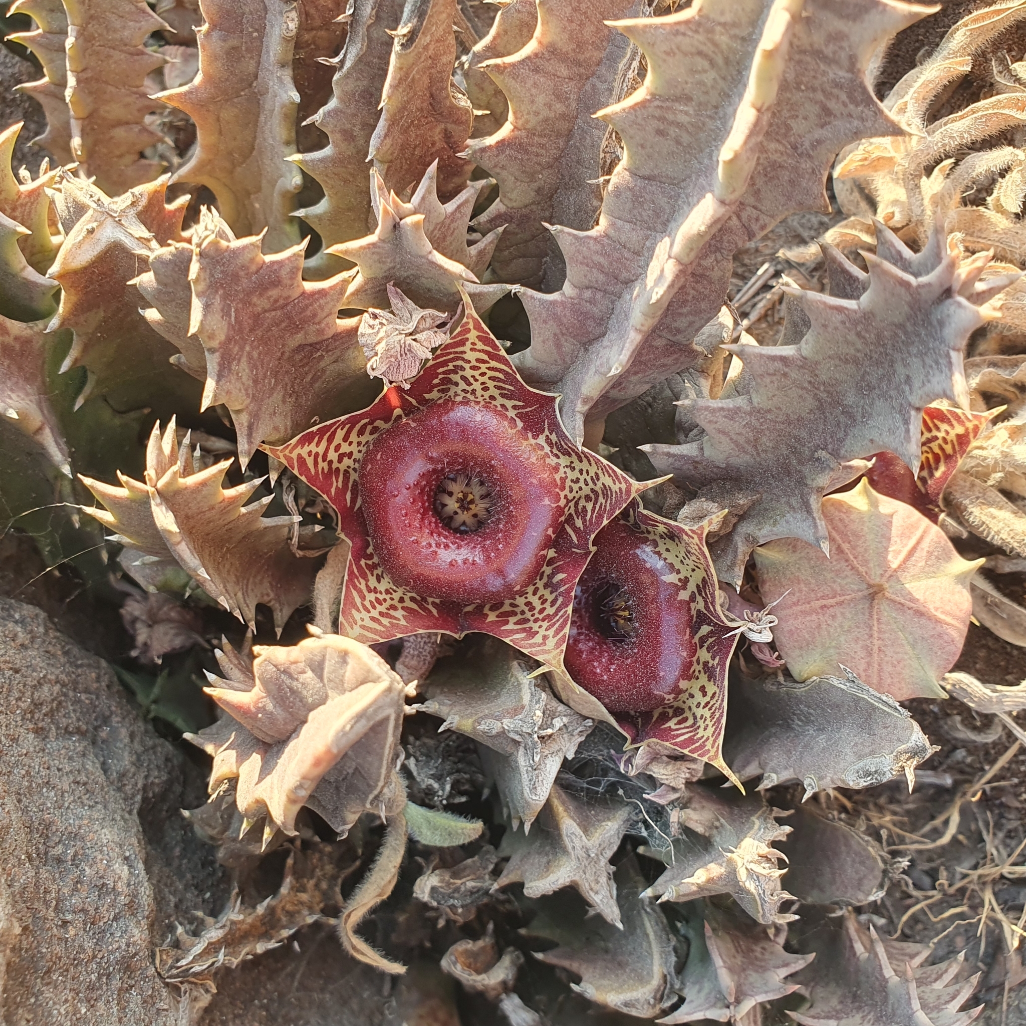 Huernia transvaalensis Stent 2