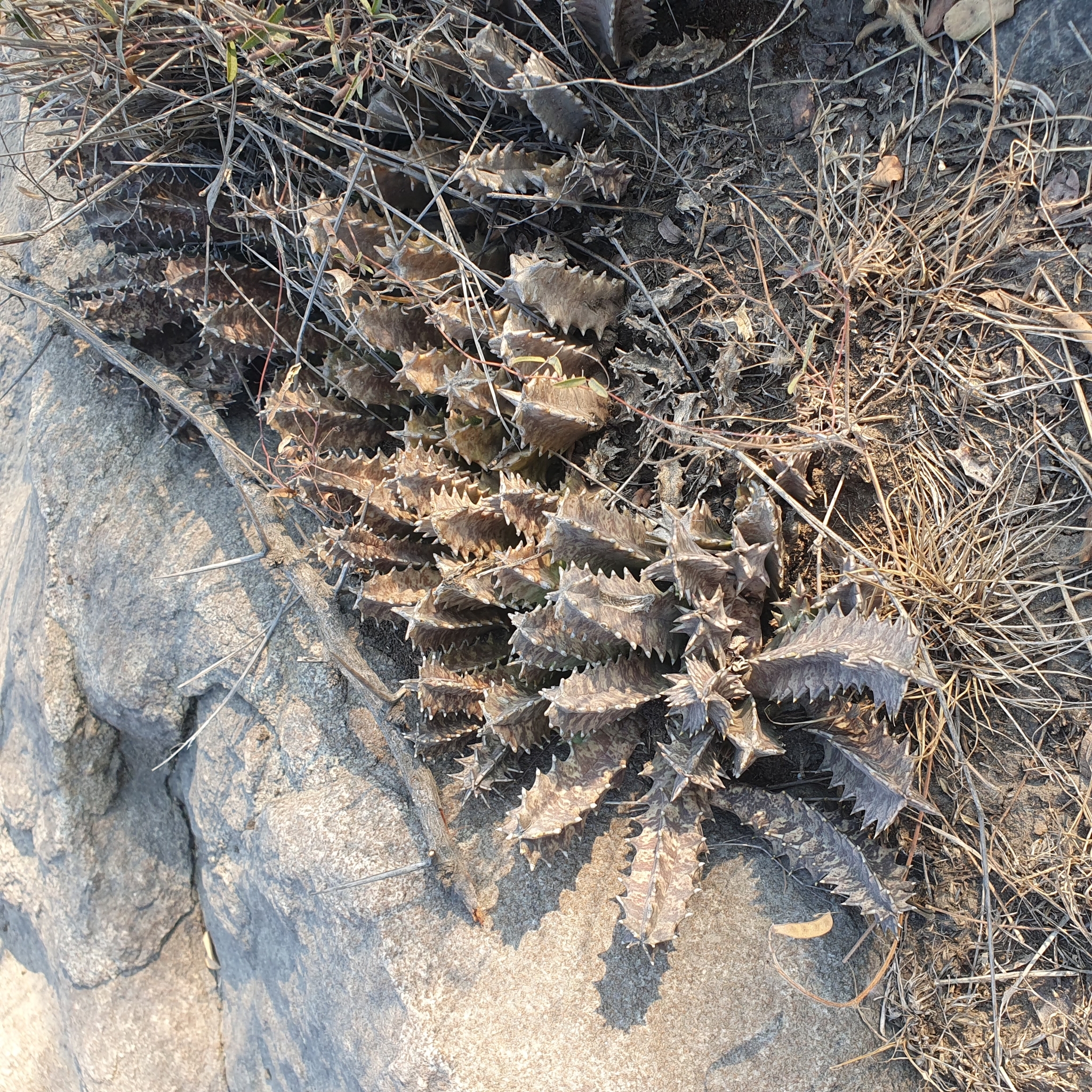 Huernia transvaalensis Stent 3