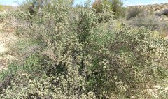 Amphithalea muraltioides