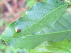 Araneus viridiventris