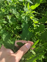 Chenopodium ficifolium