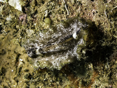 Pseudobiceros murinus