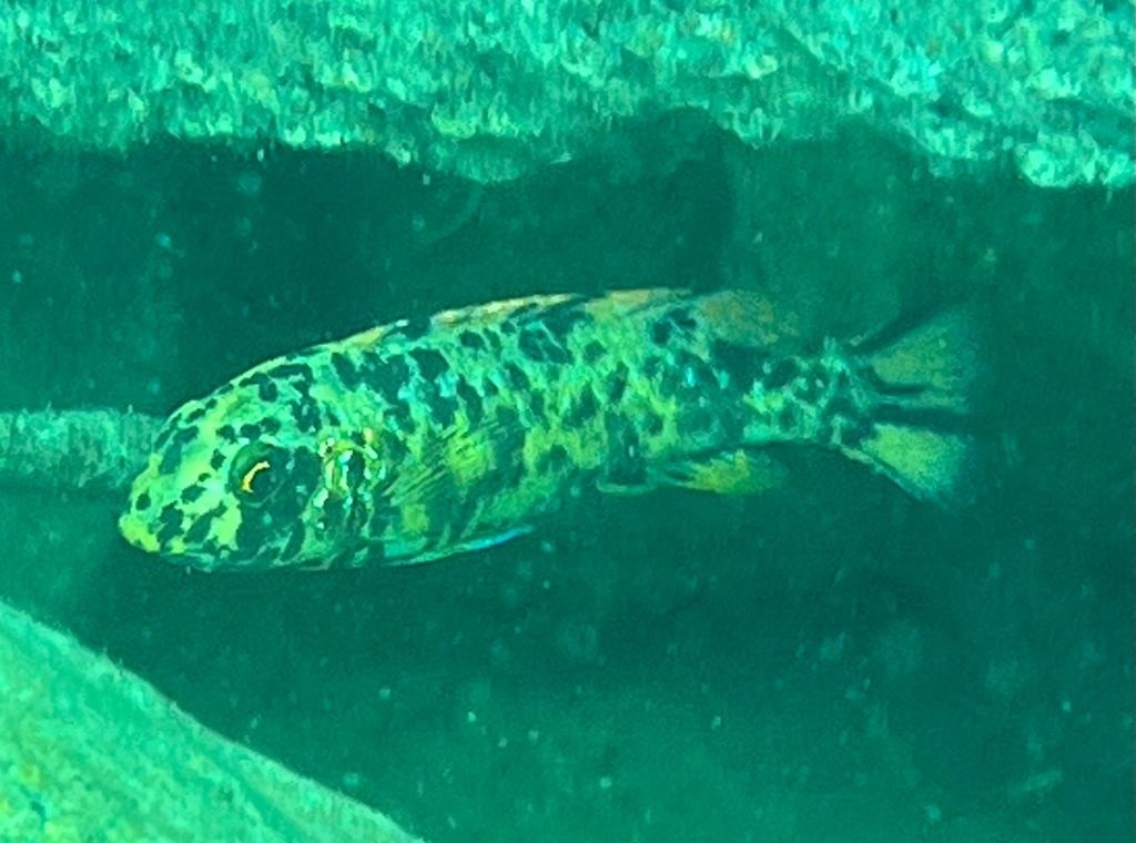 Redfinned cichlid (Labeotropheus trewavasae) — Cichlidae