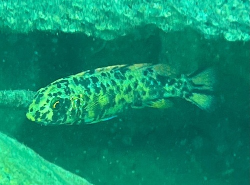Labeotropheus trewavasae