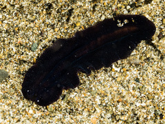 Pseudobiceros stellae