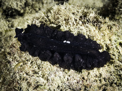 Pseudobiceros stellae