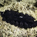 Starry Flatworm - Photo (c) jim-anderson, some rights reserved (CC BY-NC), uploaded by jim-anderson