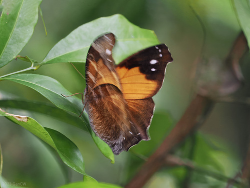 Melanitis velutina